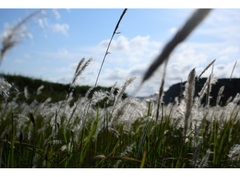 Canon RF 28-70mm f/2.8 IS STM (Chính hãng)