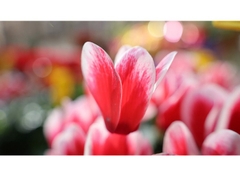 Canon RF 24-105mm f/4-7.1 IS STM - Likenew 99%