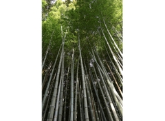 Canon RF-S 18-150mm f/3.5-6.3 IS STM (Chính hãng)