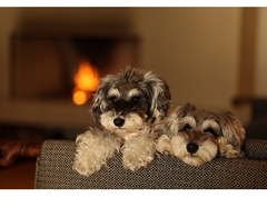 Canon RF 85mm f/2 Macro IS STM – Likenew 99% Fullbox