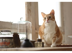 Canon RF 85mm f/2 Macro IS STM – Likenew 99% Fullbox