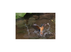 Canon EOS R3 + Ngàm EF-EOS R (Chính hãng)