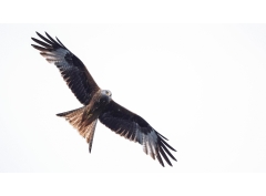 Canon RF 100-500mm f/4.5-7.1L IS USM (Chính hãng)