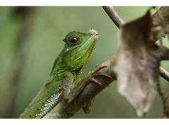 Canon EOS R5 Mark II + Lens RF 50mm f/1.8 STM (Chính hãng)