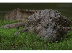 Canon EOS R5 Mark II + Kit Lens RF 24-50mm f/4.5-6.3 STM (Chính hãng)