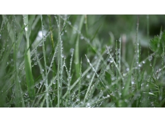 Canon RF 24-240mm f/4-6.3 IS USM - Likenew 99%