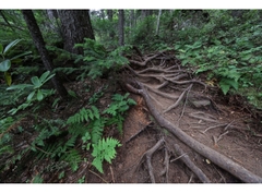 Canon RF 10-20mm f/4 L IS STM (Chính hãng)