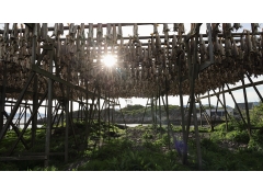 Canon RF 24-240mm f/4-6.3 IS USM (Chính hãng)