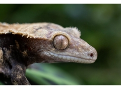 Canon RF 100mm f/2.8L Macro IS USM (Chính hãng)