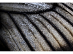 Canon RF 100mm f/2.8L Macro IS USM (Chính hãng)