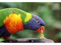 Canon RF 100mm f/2.8L Macro IS USM (Chính hãng)