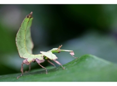 Canon RF 100mm f/2.8L Macro IS USM (Chính hãng)