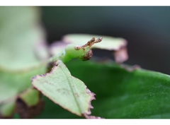 Canon RF 100mm f/2.8L Macro IS USM (Chính hãng)