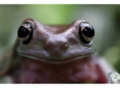 Canon RF 100mm f/2.8L Macro IS USM (Chính hãng)