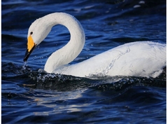 Canon RF 600mm f/11 IS STM (Chính hãng)