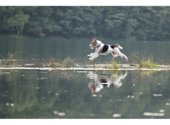 Canon RF 70-200mm f/4 L IS USM (Chính hãng)