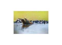 Fujifilm X-H2S (Chính hãng) (Kèm Lens Fujifilm XF 16-50mm f/2.8-4.8)