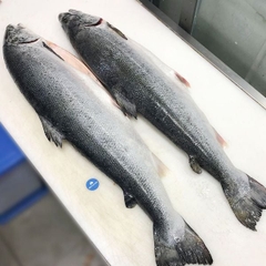 Cá Hồi Nguyên Con Tươi