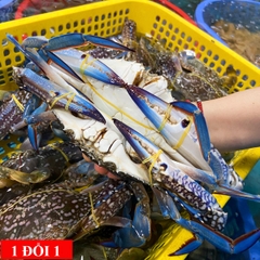 Ghẹ Xanh Sống 5-7 Con/kg