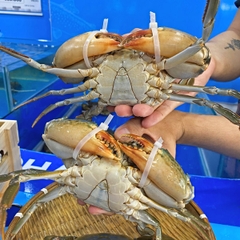 Cua Thịt Cà Mau Sống