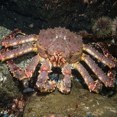 Cua Hoàng Đế - King Crab Đỏ Đực Sống