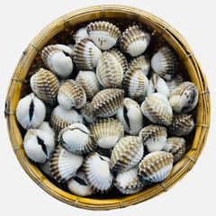 Sò Huyết Sống 70-80