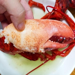 Tôm Hùm Alaska Sống Lớn