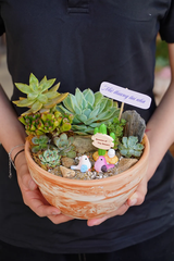 Chậu Sen đá mix 32