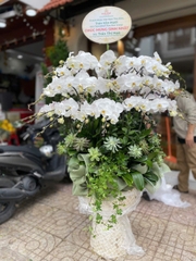 (MIX) LAN MIX SEN ĐÁ KIỂNG LÁ (59 CÀNH LAN) - C2M - M002