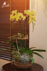 Sánh Đôi - Chậu Lan Vàng 2 Cành
