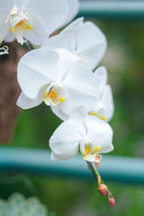 Ngũ Phúc - Chậu Lan Lũa Tinh Tế