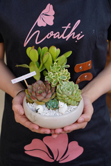 Chậu Sen đá mix 34