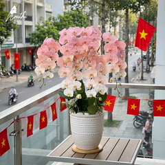 Lan Hồ Điệp Ombre Hồng nhỏ