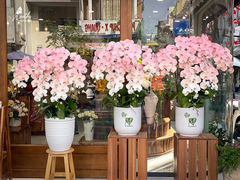 Lan Hồ Điệp Ombre Hồng nhỏ