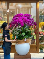 Chậu Lan 25 cành tím HT17
