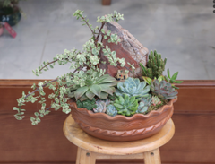 (TC)SEN ĐÁ TIỂU CẢNH M003