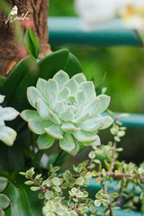 Ngũ Phúc - Chậu Lan Lũa Tinh Tế