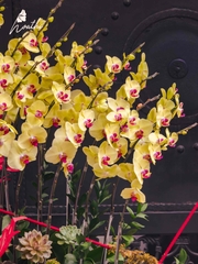 Thuận Buồm Xuôi Gió - Thuyền Lan
