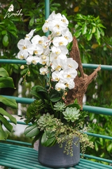 Ngũ Phúc - Chậu Lan Lũa Tinh Tế