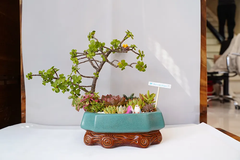 Chậu Sen đá mix 27