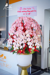 Lan Hồ Điệp Ombre Hồng Lớn