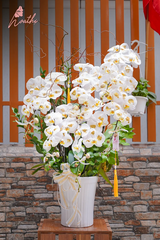 Lan Hồ Điệp Dát Vàng