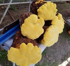 Nấm thượng hoàng loại A