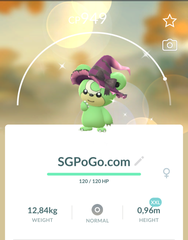 Shiny Teddiursa Witch Hat Size XXL & Level 1✨