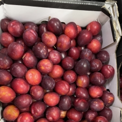 Mận đỏ Úc