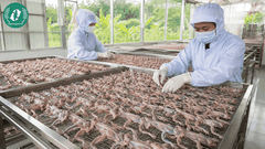 Khô Nhái An Giang – “Vũ Nữ Chân Dài” Giòn Ngon Chuẩn Vị Miền Tây