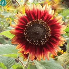 Hạt giống Hoa Hướng Dương