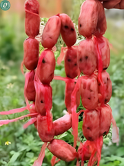 Tung Lò Mò