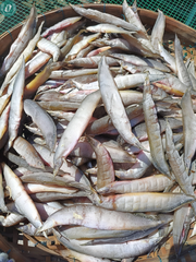 Khô Cá Chạch