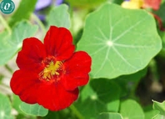 Hạt giống Hoa sen cạn